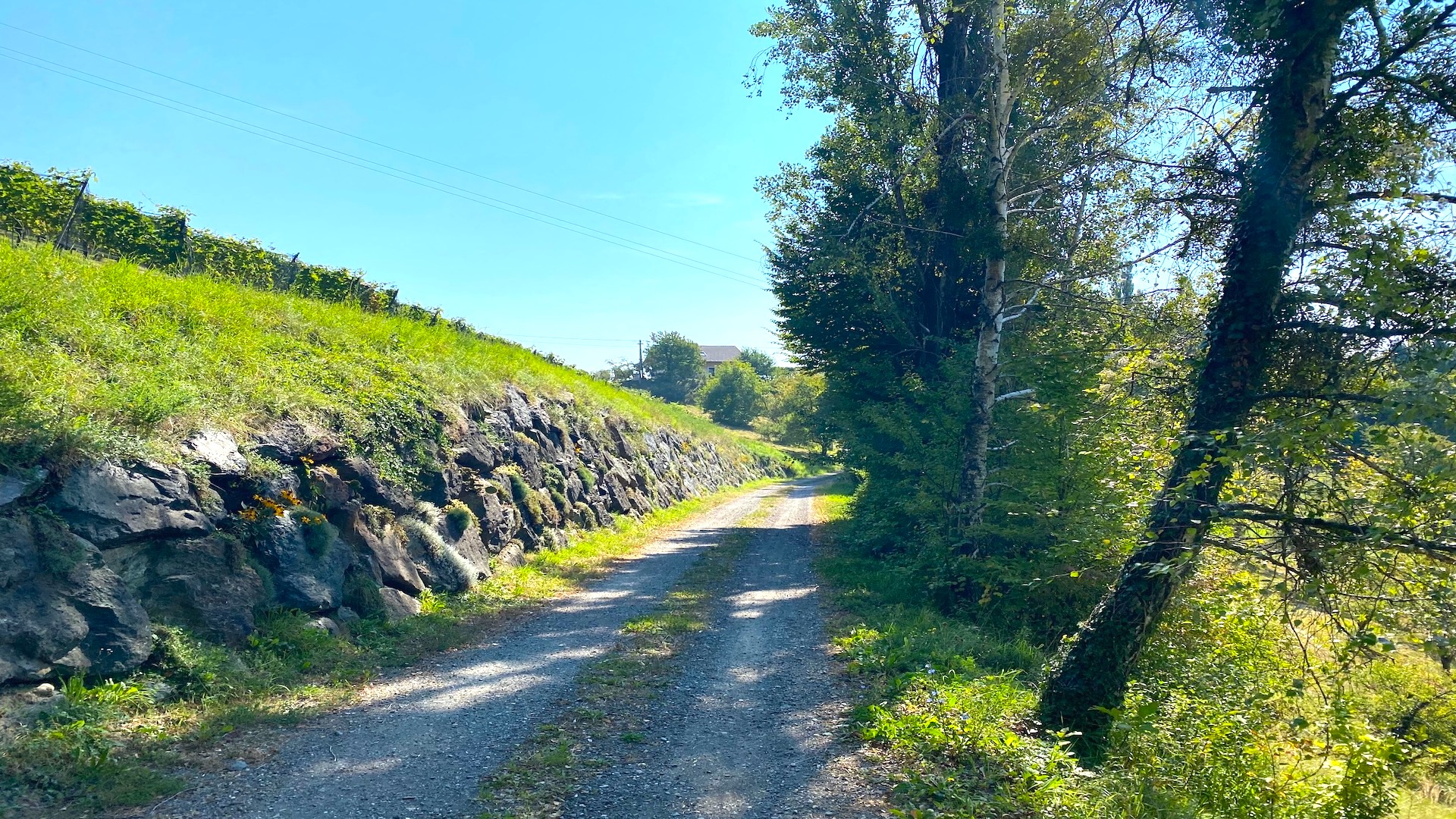 Scheibengrund nahe der Weinstraße